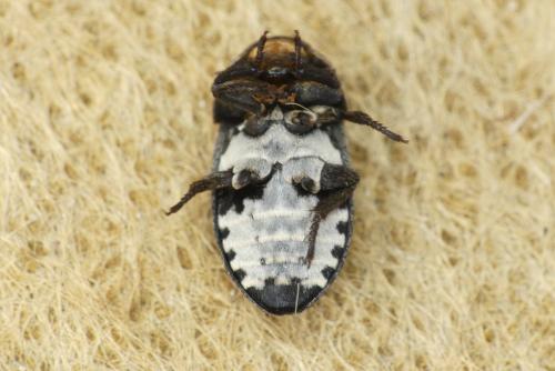 Dermestes laniarius